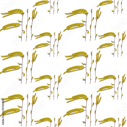 bloom buds of birch