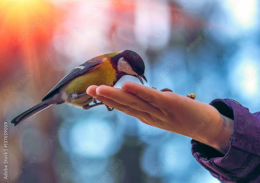 Obraz premium sikorki dzikie ptasie na dłoni, na tle pięknego bokeh o zachodzie słońca.
