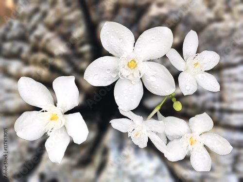 background blur of white flowers, weighting beautiful blooming flowers.