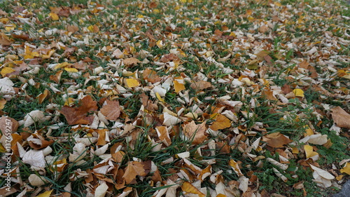 Grass yard covered by partially autumn leaves