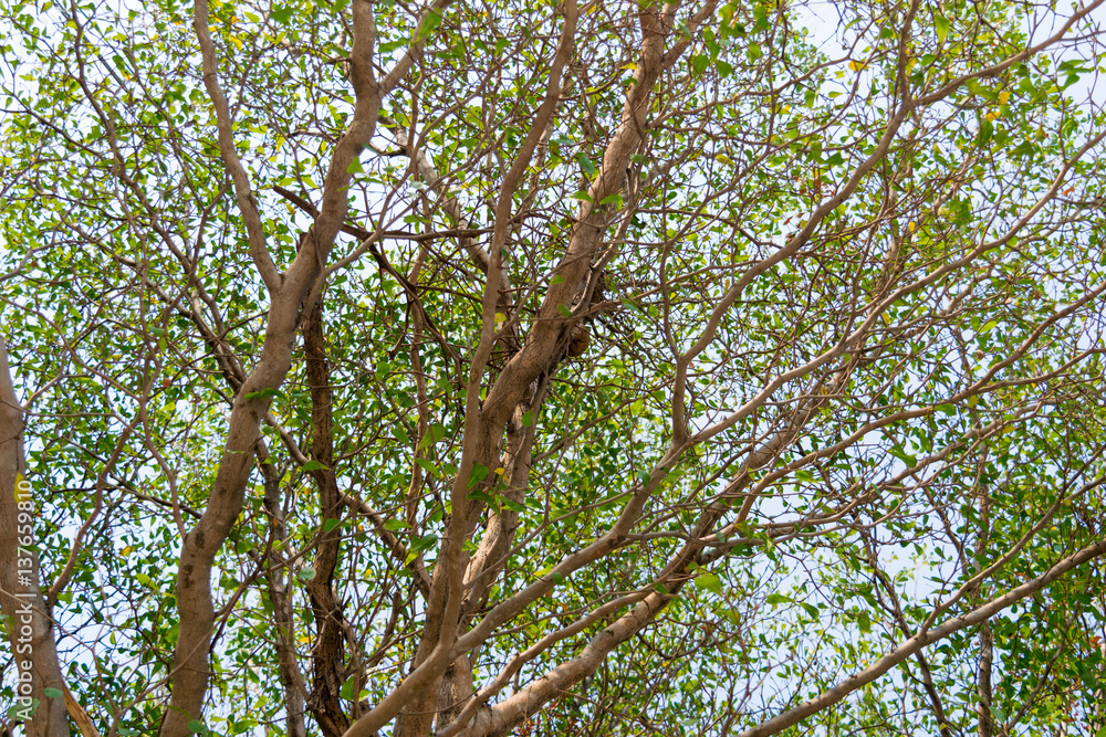 trees forest, nature green wood sunlight backgrounds. trees forest, nature green wood sunlight backgrounds.