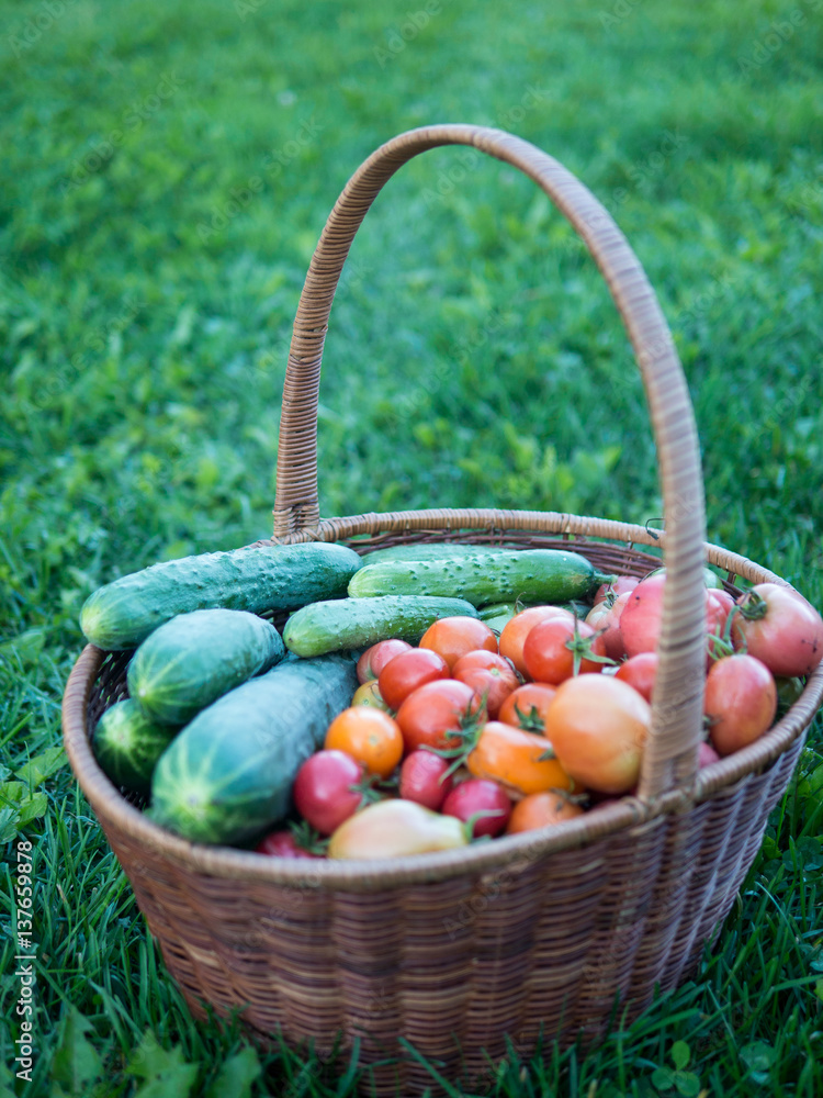 big basket full of fresh organic tomatoes and cucumbers outdoors big basket full of fresh organic tomatoes and cucumbers outdoors