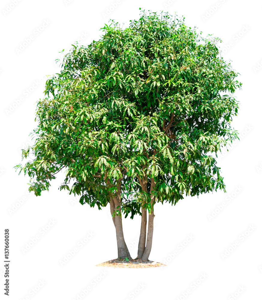 nature tree on white background of Isolated