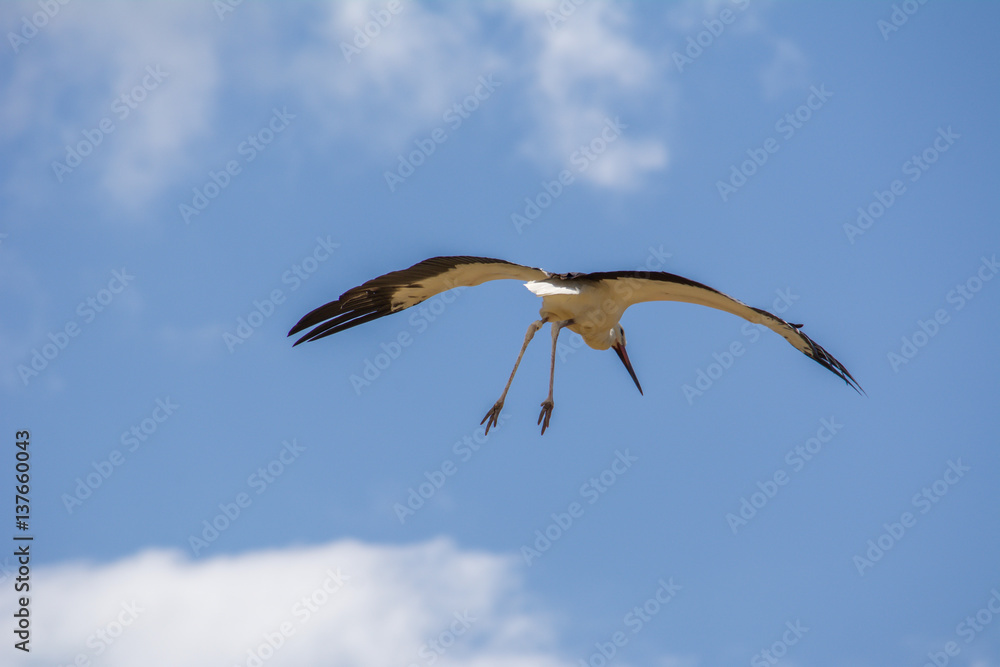 Weisser Storch fliegt mit offenen Flügel am blauen Himmel Stock Photo