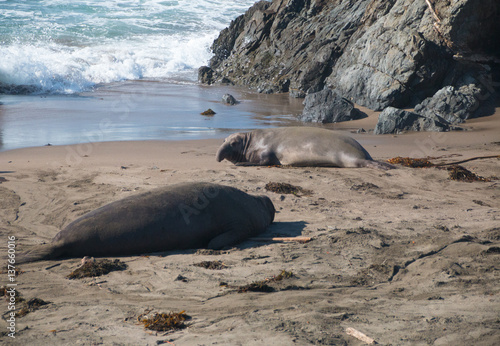 Elephant seals laying on the beach sunbathing in USA