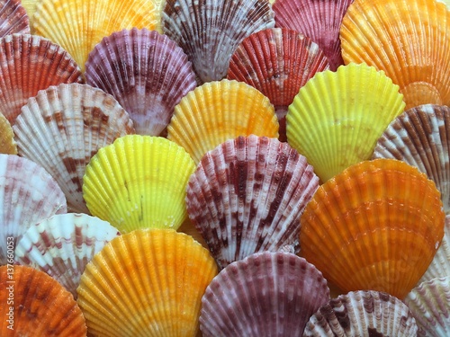 Closeup of seashells background, many scallop sea shells piled.