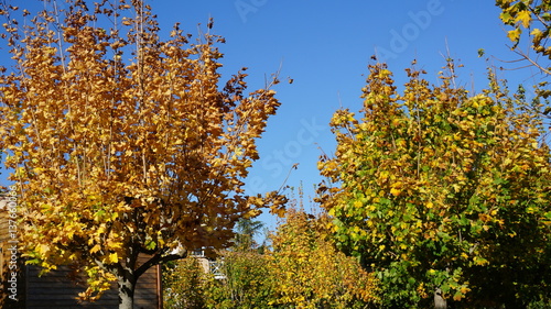 Some trees in a sunny autmun day
