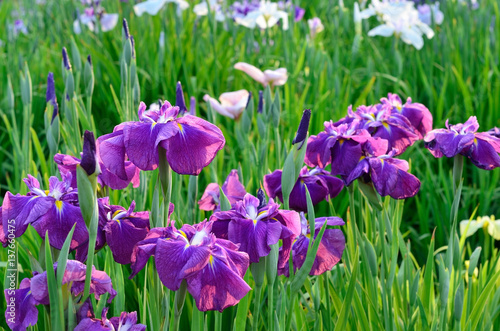 japanese iris
