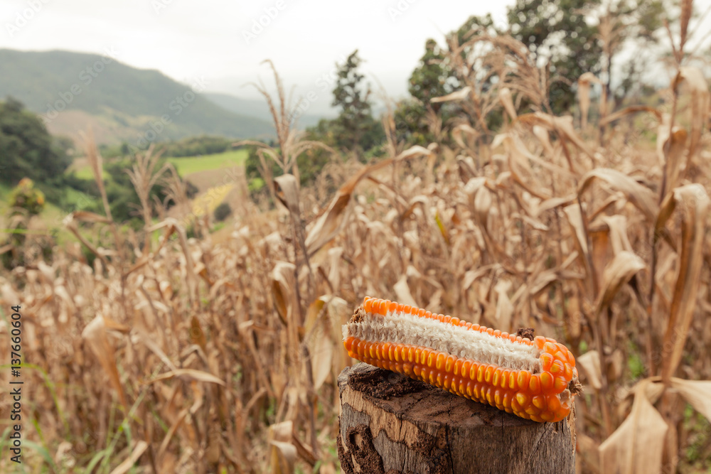 Fototapeta premium Dried corn on stub with dead corn field on background.