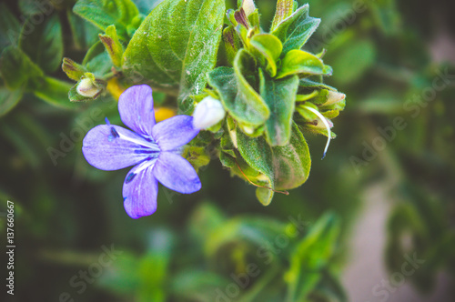 closeup of violet flower