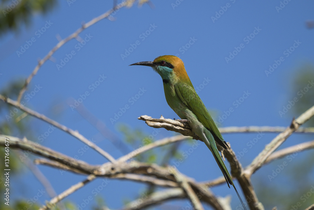 Wild bird Wild bird
