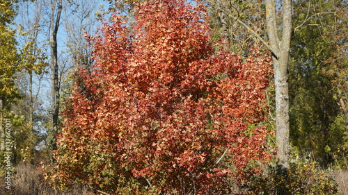A tree in autumn with red leaves