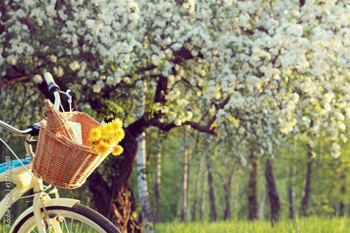 bicycle picnic outdoors/wicker basket with a bouquet of dandelions and retro bottle on the background of the spring landscape