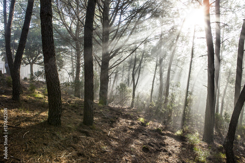 Forest scenery with rays of warm light at sunrise, Hurdes, Spain photo