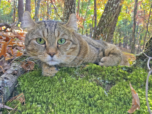 Obraz na plátně A cat lying on moss in an autumn forest.