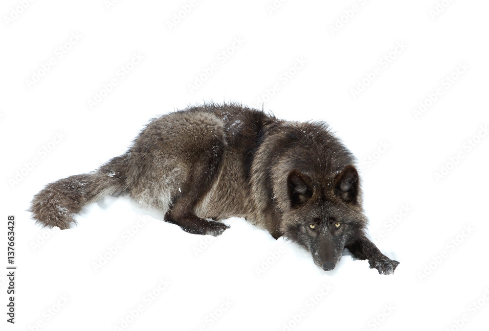 Fototapeta premium Black wolf isolated on a white background resting in the winter snow 