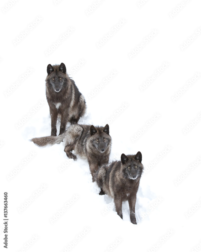 Fototapeta premium Black wolves (Canis lupus) isolated on a white background standing in the winter snow in Canada