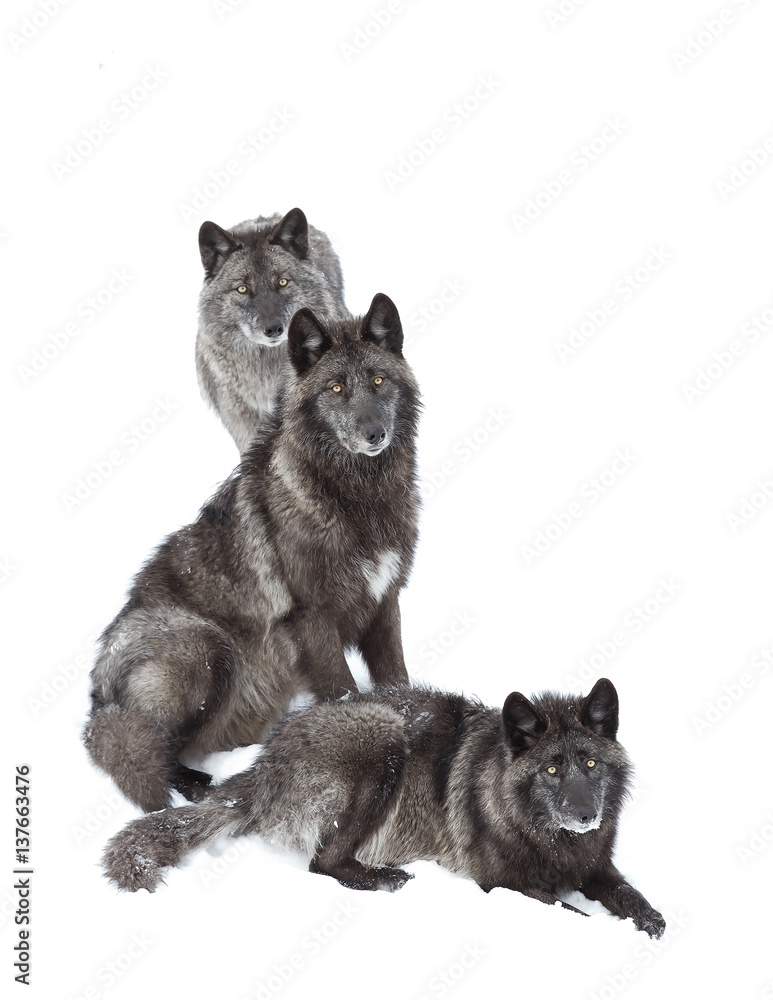 Fototapeta premium Black wolves isolated on a white background in the winter snow in Canada