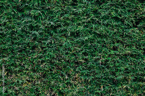 Green bamboo leaf background