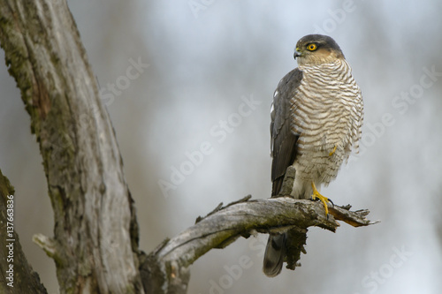 Sparrowhawk Accipiter nisus - a portrait of perching adult bird sitting on dead tree branch, natural, colorful background