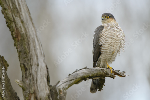 Sparrowhawk Accipiter nisus - porrtrait of perching bird dead tree, marvelous natural background