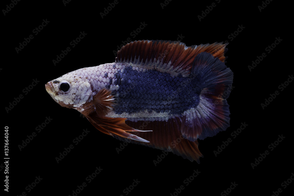 Fancy Betta Fish Fancy Betta Fish