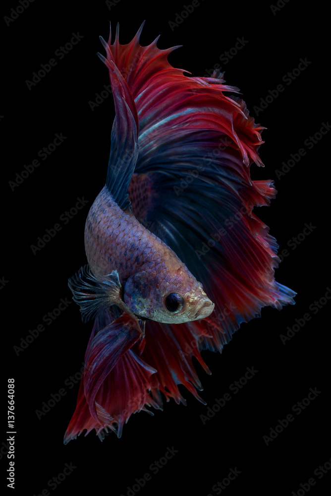 Fototapeta premium Halfmoon Fancy Betta Fish