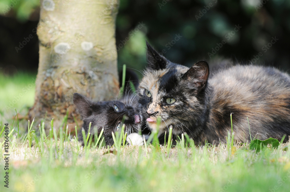 kitten and cat mother lying on meadow kitten and cat mother lying on meadow