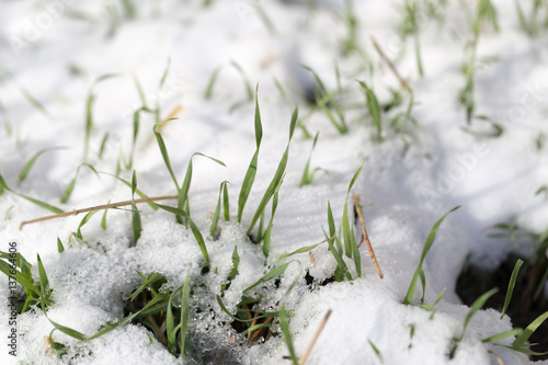 Green grass in the snow on the nature