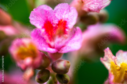Closeup of pink flowers of the horse-chestnut tree