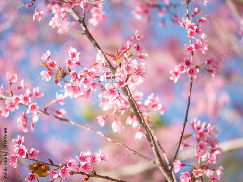 Wild Himalayan Cherry flower, Pink of Cherry blossom 15