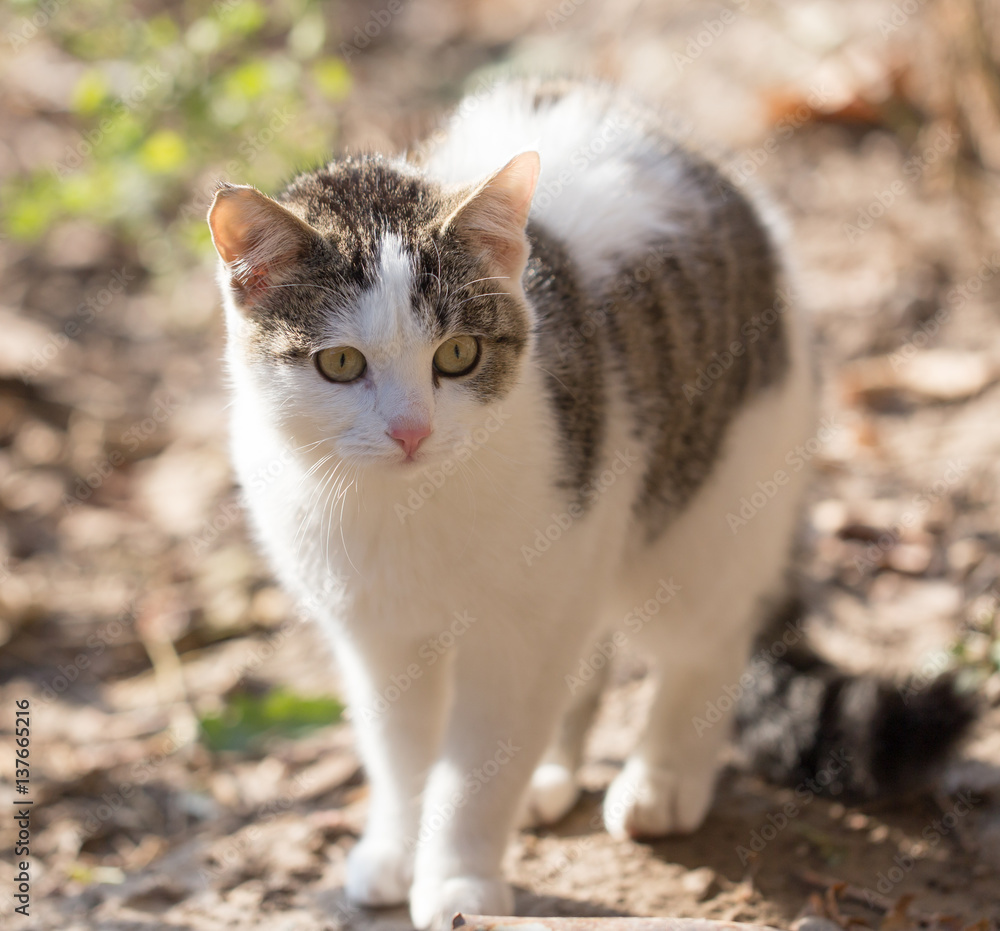 cat on the nature