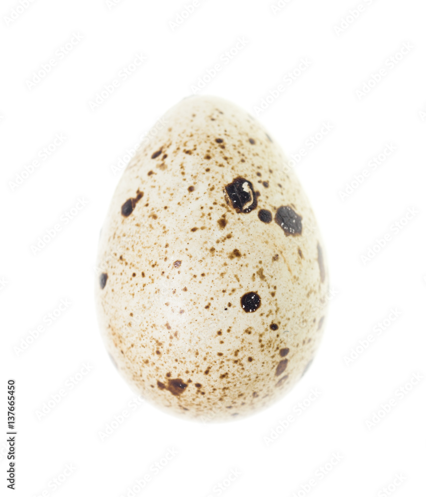 quail egg on a white background quail egg on a white background