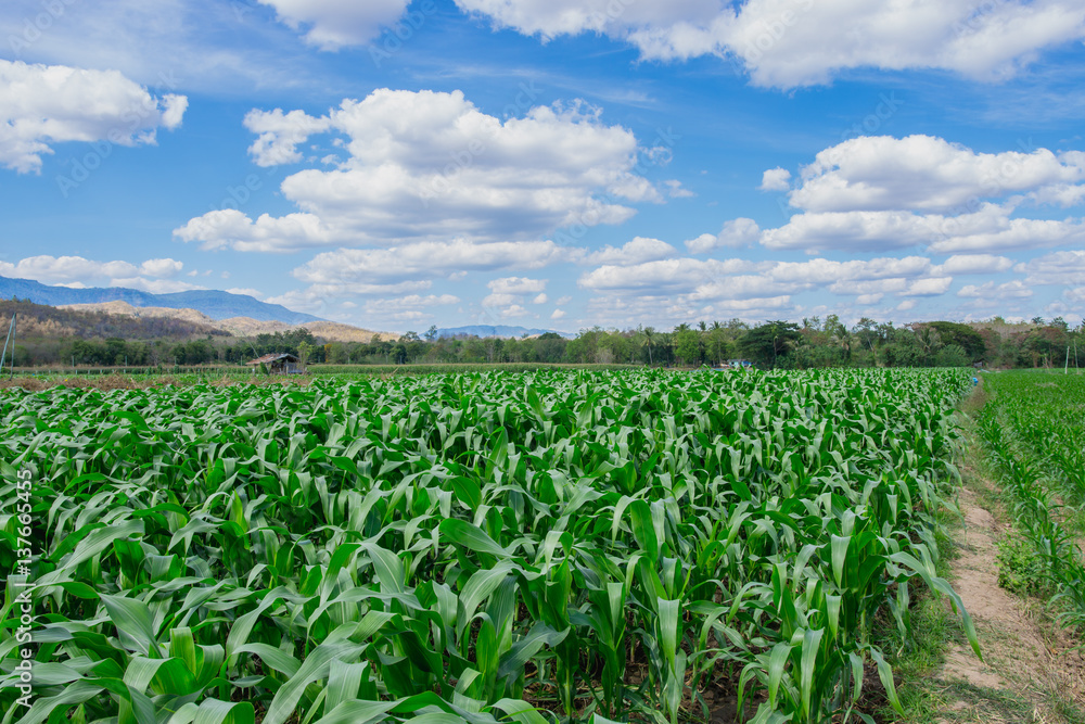 Green corn field in agricultural garden with  with blue sky background.