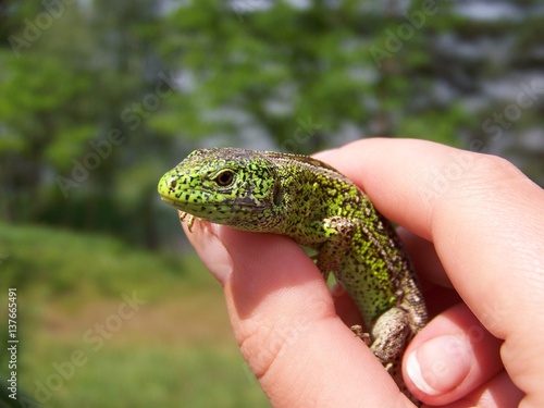 Green sand lizard in the hand