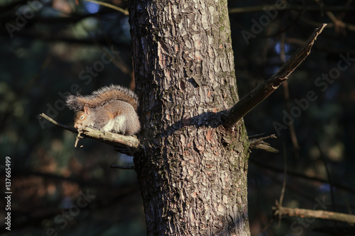 fauna,scoiattolo