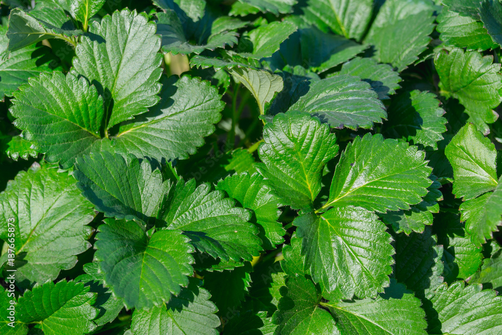 Close up green leaf Strawberry texture background Close up green leaf Strawberry texture background