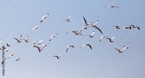 a flock of seagulls in flight