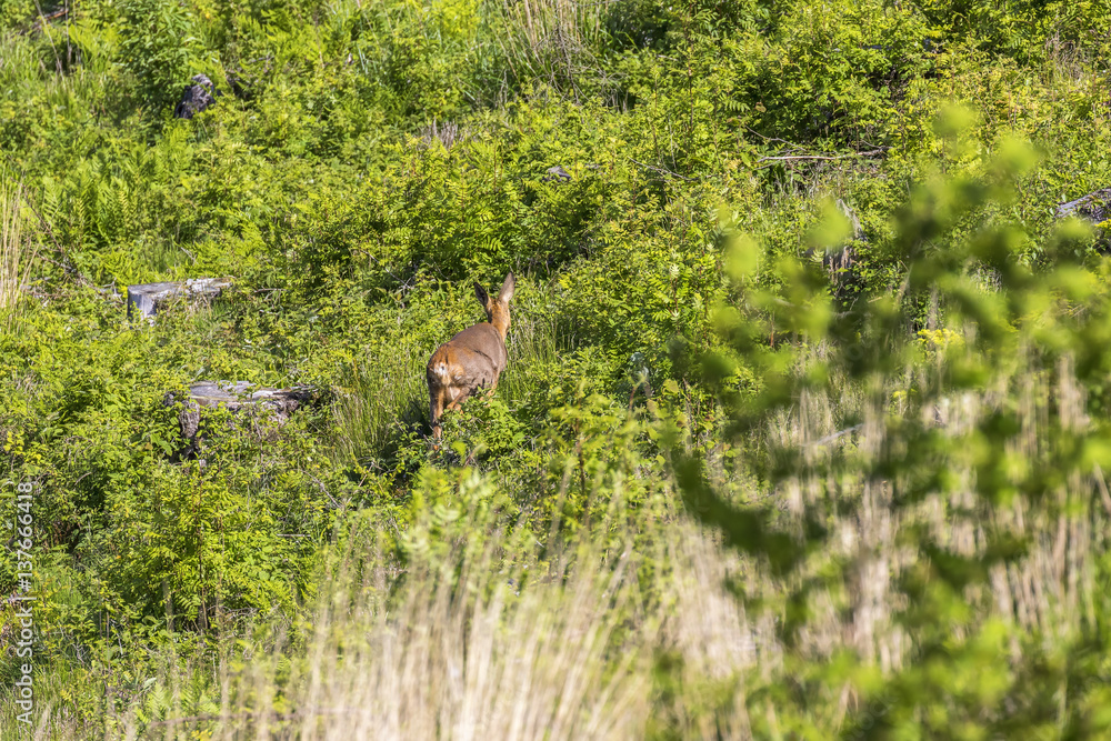 Fototapeta premium Roe deer going on a clearcut in summer greenery
