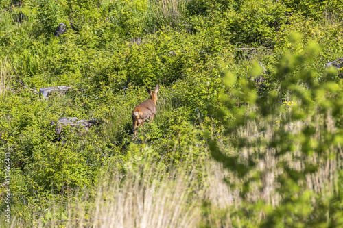 Fototapeta Naklejka Na Ścianę i Meble -  Roe deer going on a clearcut in summer greenery