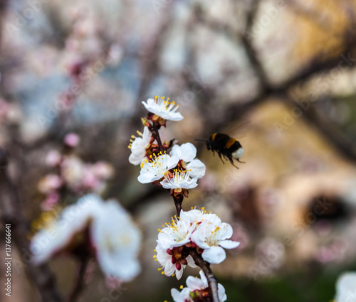 White flowers of the cherry tree and bumblebee.