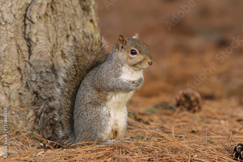 fauna scoiattolo
