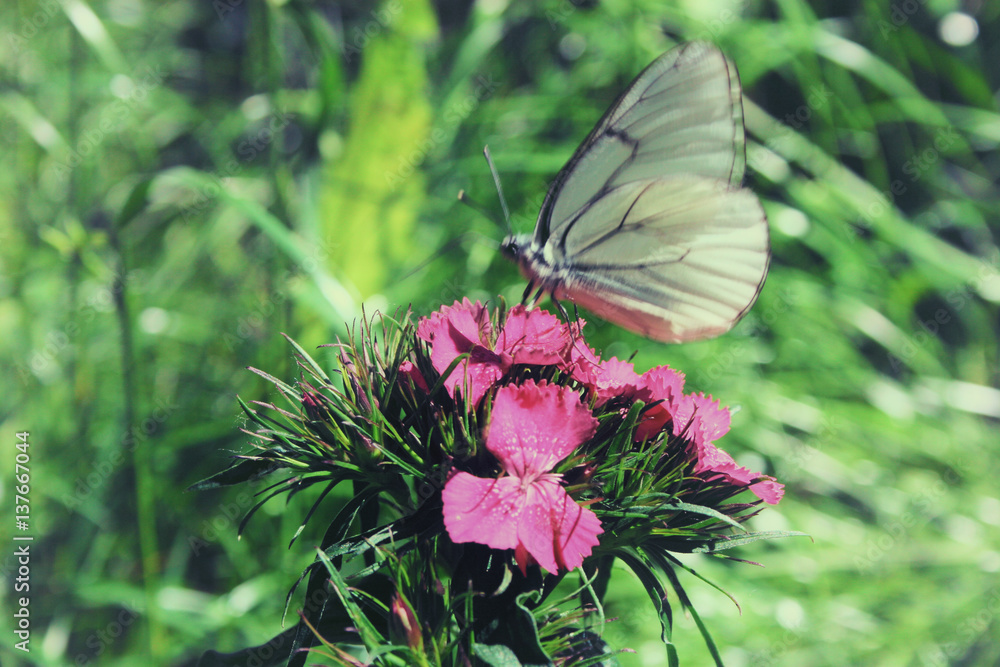 White butterfly sitting on pink carnation flowers in the garden White butterfly sitting on pink carnation flowers in the garden