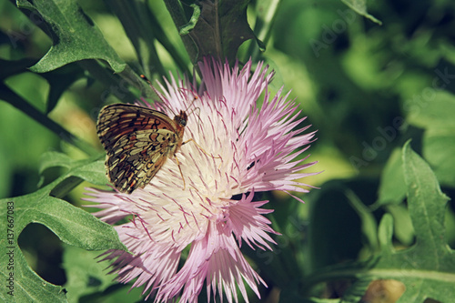 Brown butterfly sitting on a pink aster flower close up photo