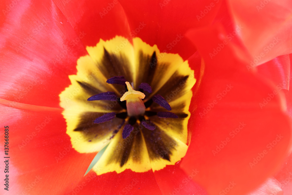 Closeup of the pistill of a red tulip Closeup of the pistill of a red tulip