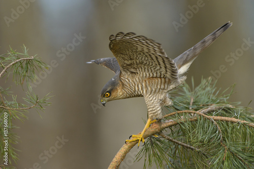 Sparrowhawk Accipiter nisus hunting for sparrows in dense vegetation  photo