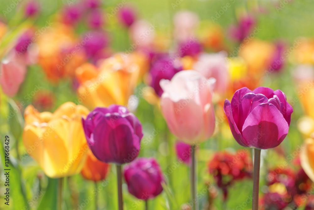 Color burst of very colorful tulips