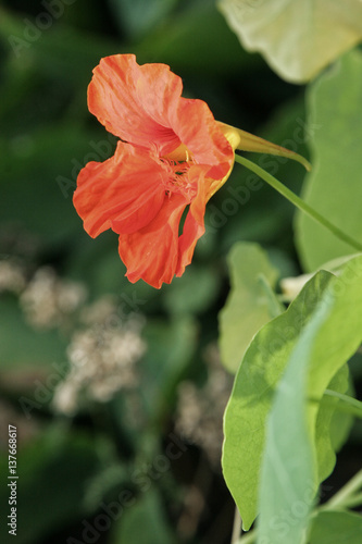Flower of Morning glory in dense green foliage