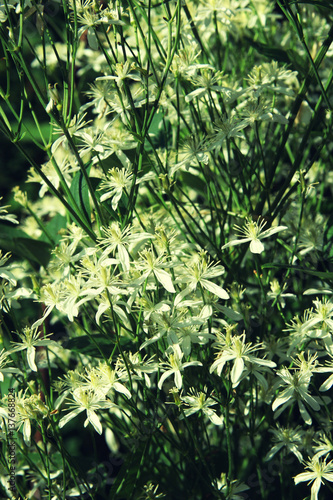 The Bush of white clematis full frame close up