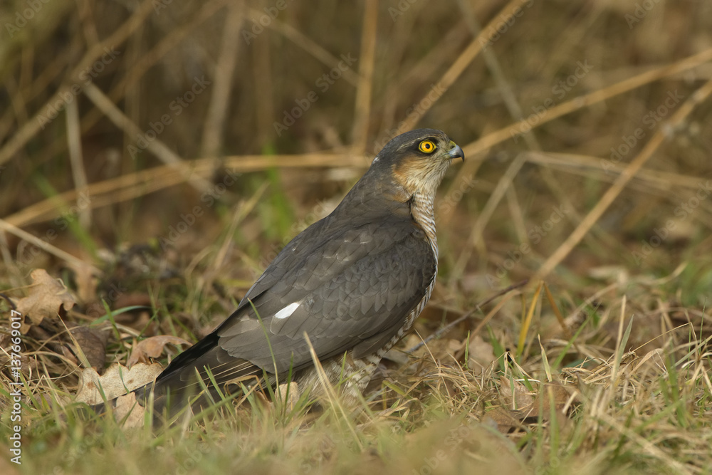 Sparrowhawk Accipiter nisus on the ground Sparrowhawk Accipiter nisus on the ground